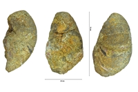 Eutrephoceras sublaevigatum